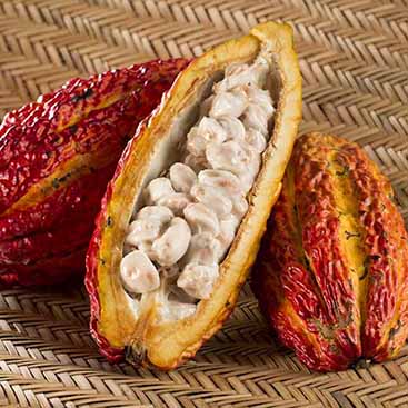 Castaña Cubierta con Chocolate Orgánico 20 gr